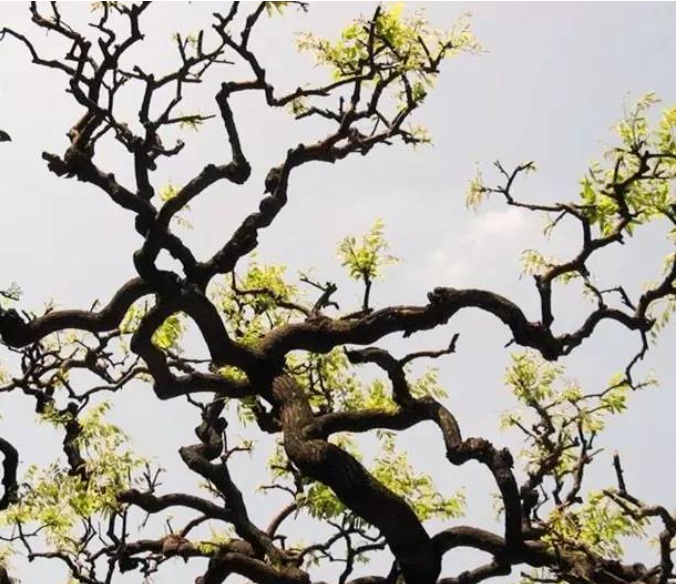 1629190685534424.jpg 1629190681(1).jpg