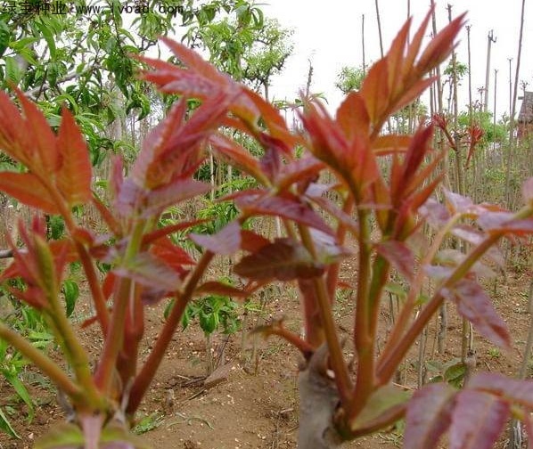 1629190812661072.jpg 1629190808(1).jpg