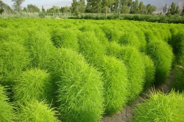 1629191512948084.jpg 1629191508(1).jpg