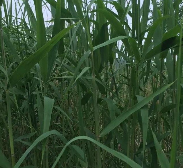 1629191951340947.jpg 1629191948(1).jpg