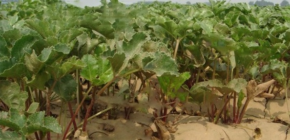 1629192034353507.jpg 1629192032(1).jpg