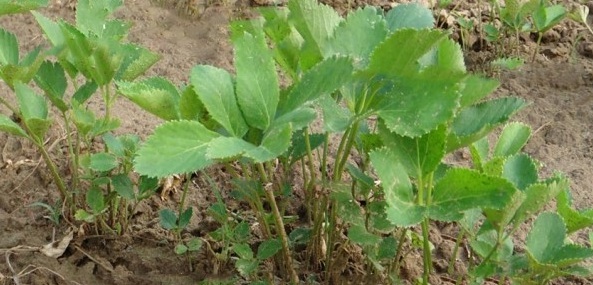 1629192046718998.jpg 1629192042(1).jpg