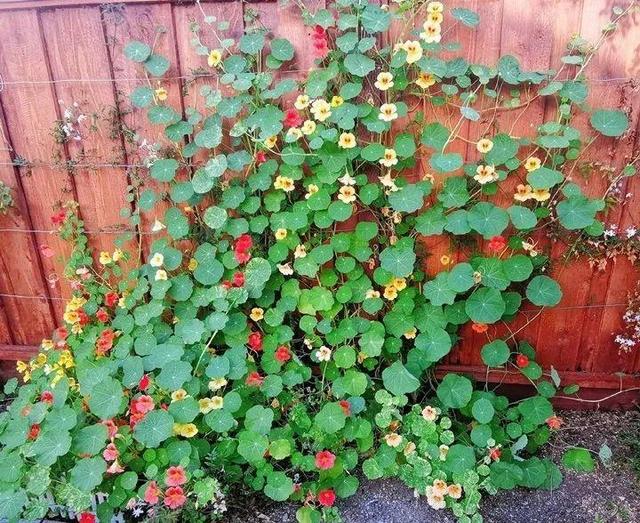 超好養的旱金蓮，可以爬滿藤