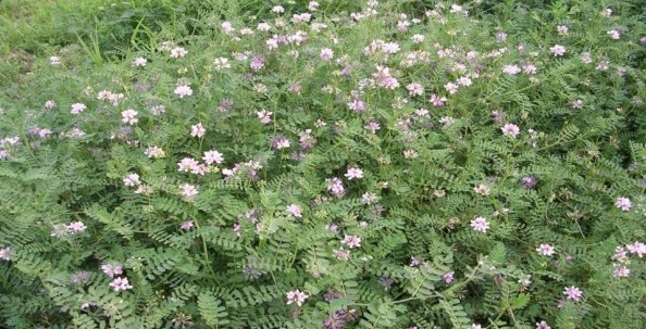 1629192733584237.jpg 1629192730(1).jpg