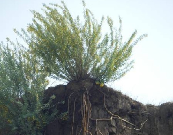 1629193279861096.jpg 1629193276(1).jpg