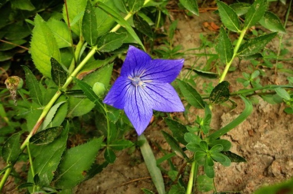 1629194045929413.jpg 1629194039(1).jpg