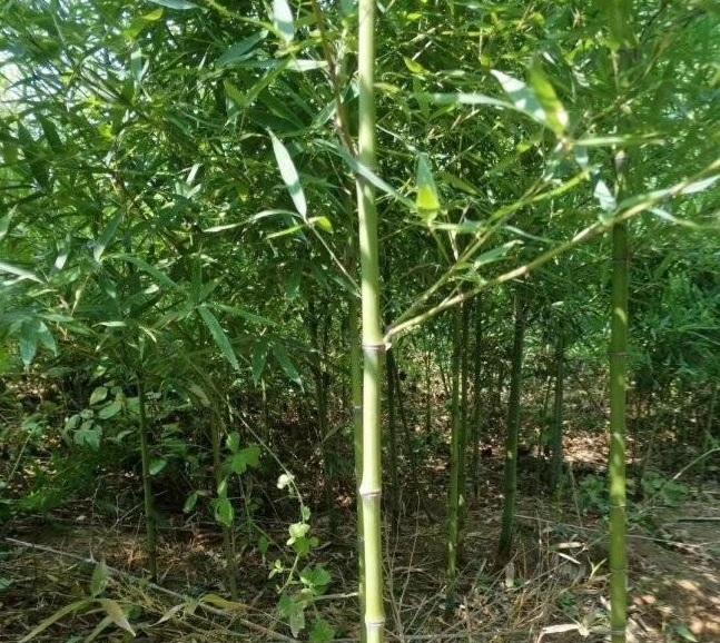 1629194169608382.jpg 1629194166(1).jpg