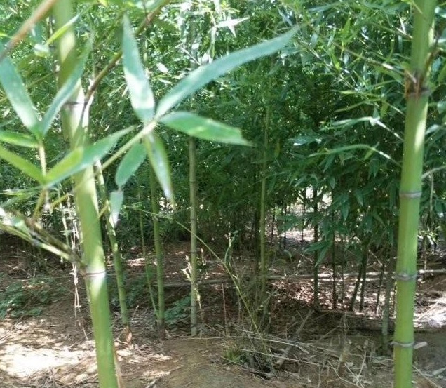 1629194185559860.jpg 1629194178(1).jpg