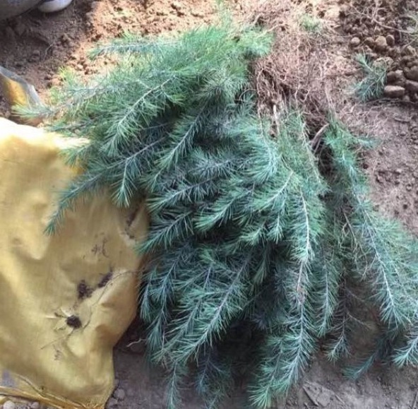 1629199030769241.jpg 1629199026.jpg