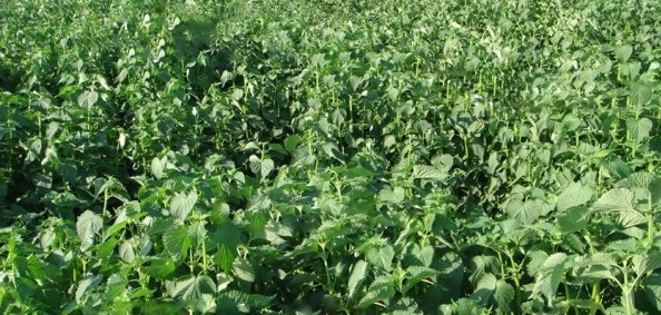 1629199192594959.jpg 1629199189(1).jpg