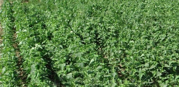 1629199205667540.jpg 1629199201(1).jpg