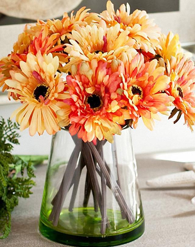 非洲菊當盆栽養也很美，花期又長，花色又多