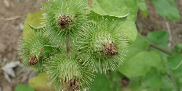 1629200641356254.jpg 1629200638(1).jpg