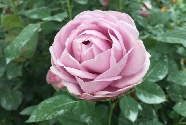 1629200787412655.jpg 1629200784(1).jpg