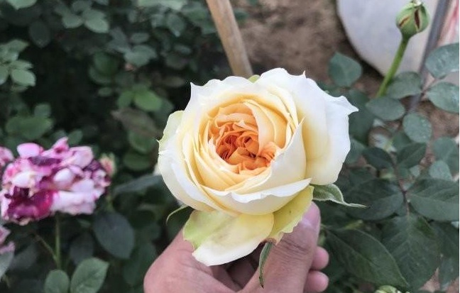 1629200802612098.jpg 1629200797(1).jpg