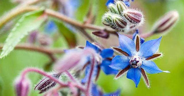 琉璃苣的花語和寓意，有什么傳說故事？