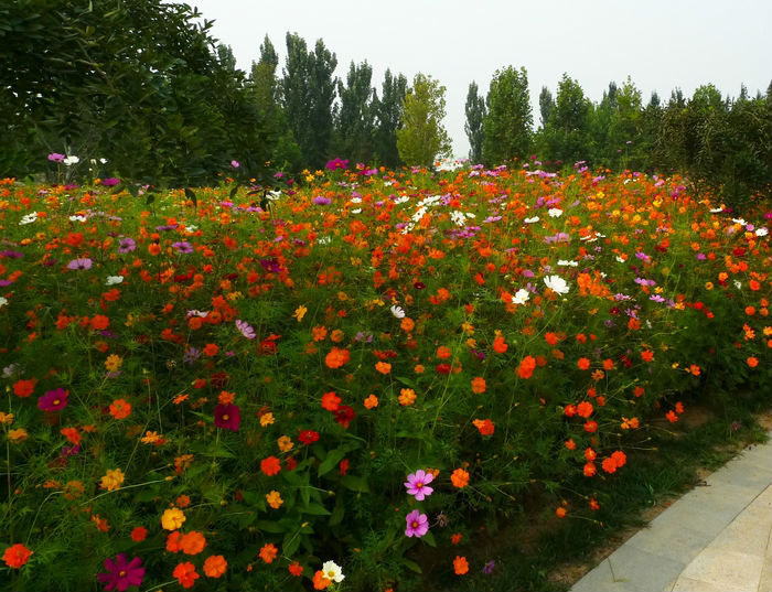 1629216153235048.jpg 1629216153235048.jpg