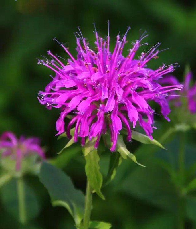 夏日清新香草—薄荷  藥用價(jià)值高