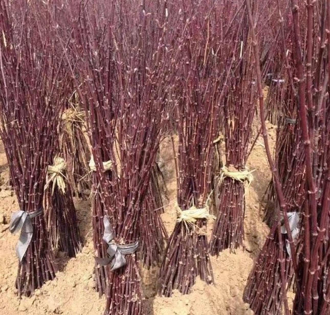 1629242239513342.jpg S$BA44PJ89C`VWO)MNUHUMF.jpg