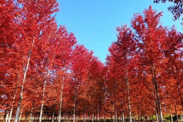 1629243404342320.jpg YPM}5G8K72~3WEIJ0M6J)JA.jpg