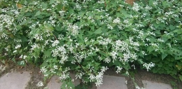 1629245168651687.jpg T36%X66(N1VHJ$LOD$L4K39.jpg