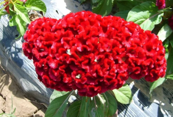 1629245432294069.jpg UGOZ~SNC1B[~7%Z{7TVQ~CR.jpg