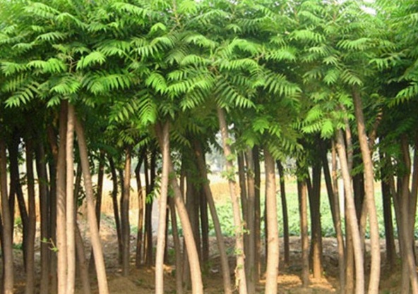 1629245723999555.jpg FH@Y71)H)S`M6TYWV6AY%F9.jpg