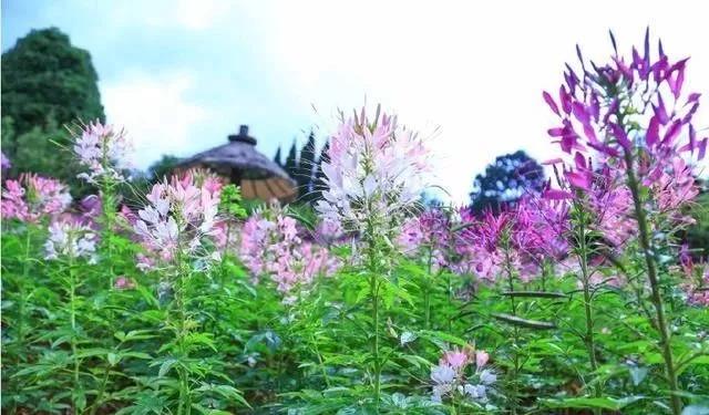 醉蝶花的簡單介紹和種植方法