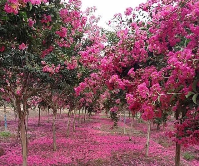 1629262309500409.jpg 8ILC_T7C57RSK9$F6%`@5XY.jpg