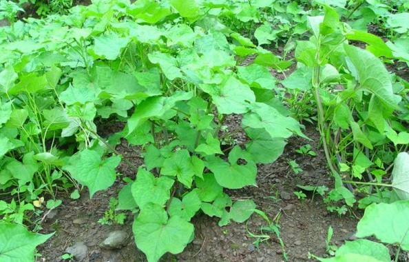 1629262842522889.jpg Z~U3KKR6FH9_WIHH9{PXG22.jpg