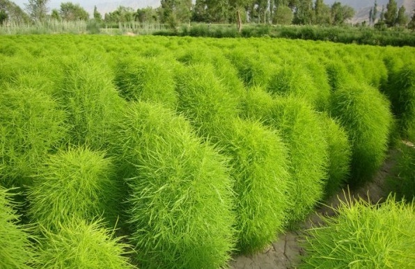 1629263363582133.jpg @TI}{LX)S4WR{E0R`XF%{2L.jpg