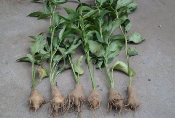 1629263782589220.jpg [V`X4MLD_SS8QO4@KBG9}O0.jpg