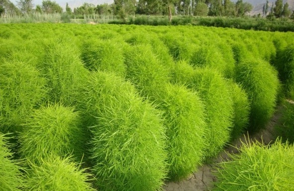 1629264531484616.jpg 5T}97YDSG4~IGD_FB({B$_9.jpg