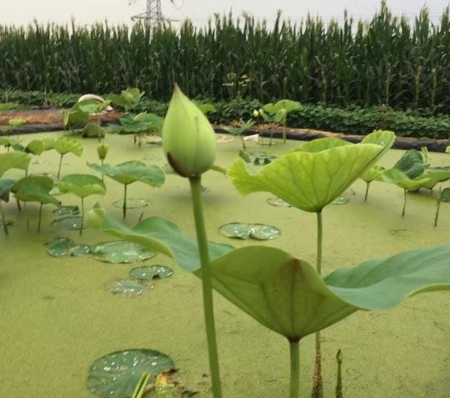 1629264612548657.jpg 8NG5WRJ92SARJ9SNM@S@$`G.jpg