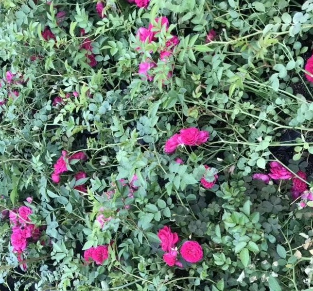 1629266226549124.jpg 2AAZ$RW@B[P7~5$%[)M%W_5.jpg