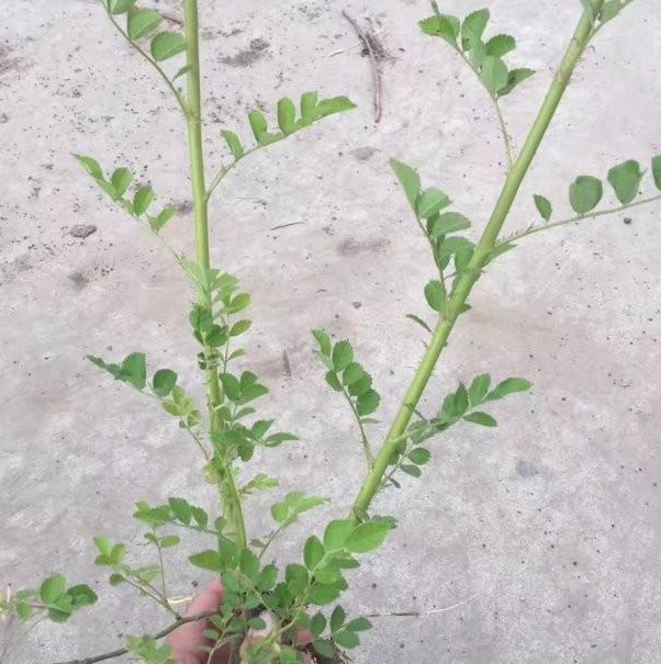 1629266265182882.jpg J3ZIURN6@_X3HXQ@RVCVFEJ.jpg