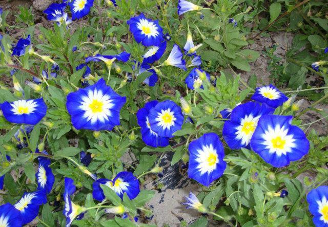 三色旋花最實用的栽種方法都在這里