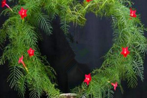 羽葉蔦蘿的養殖方法和注意事項