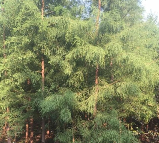 1629269470953121.jpg C_R@AS9SWHOOP6394KNOM0R.jpg