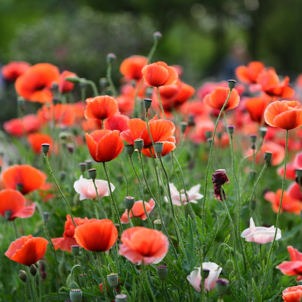 1629277702109108.jpg 1629277702109108.jpg