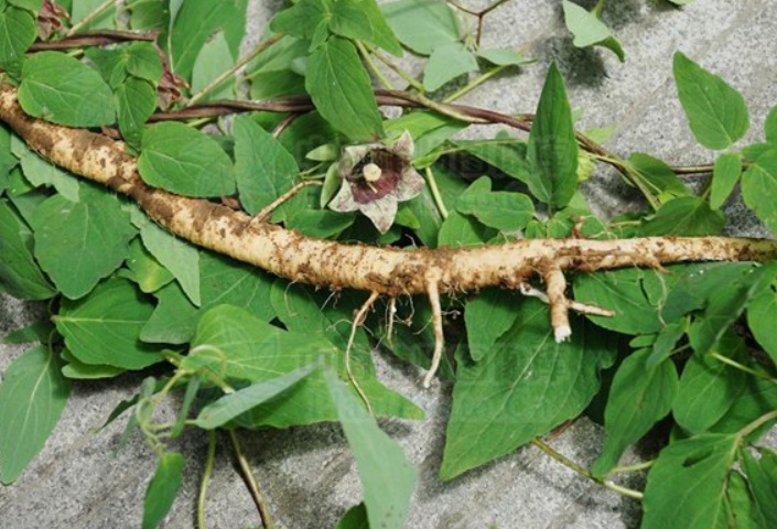 1629301224625574.jpg 黨參3333333333333333.jpg