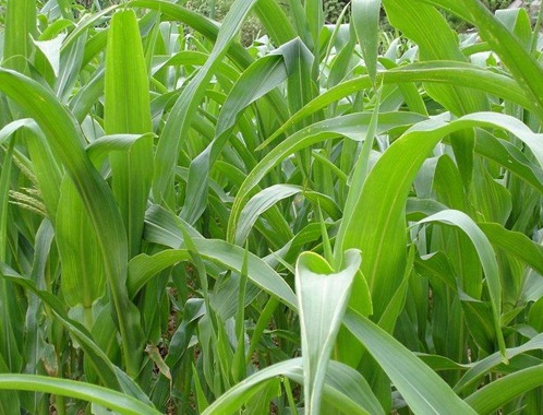 1629334299768803.jpg image.jpg