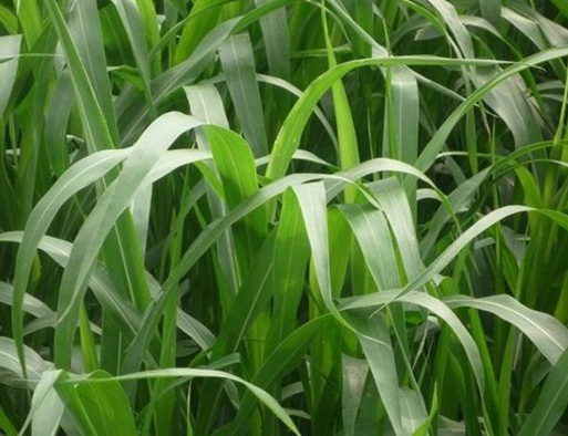 1629334318599473.jpg image.jpg