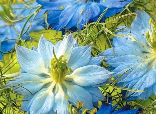 1629334597784617.jpg image.jpg