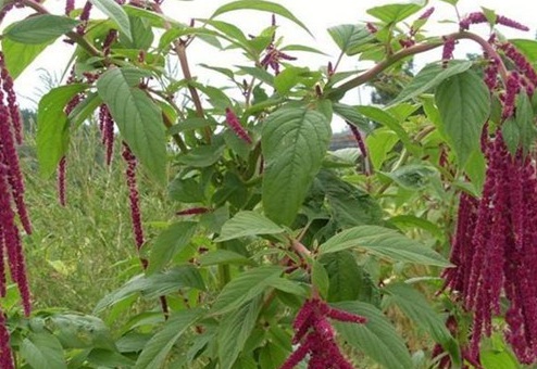 1629334673638306.jpg image.jpg