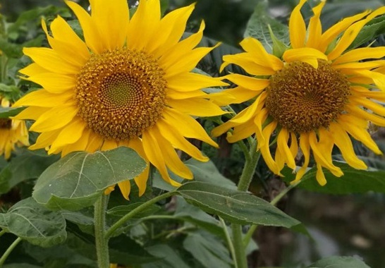 1629336356365798.jpg image.jpg