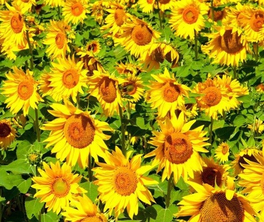 1629336364737892.jpg image.jpg