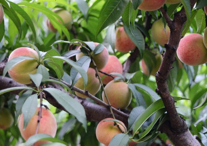 1629336430347114.jpg image.jpg