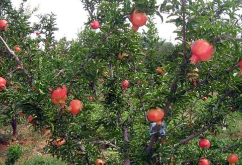 1629336696618026.jpg image.jpg