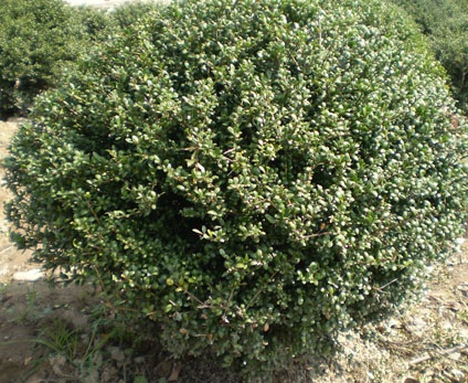 1629337206602215.jpg image.jpg